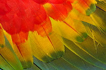 Close up of wing feathers of Scarlet macaw {Ara macao} Tambopata National reserve, Amazonia, Peru