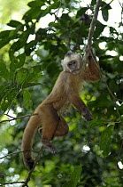 White fronted capuchin {Cebus albifrons} resting in tree, Monkey Island, River Maldonado, Tambopata National Reserve, Amazonia, Peru