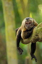 Large headed capuchin (Sapajus macrocephalus) resting in tree, Monkey Island, River Maldonado, Tambopata National Reserve, Amazonia, Peru
