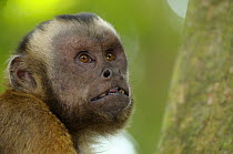 Large headed capuchin (Sapajus macrocephalus) portrait, Monkey Island, River Maldonado, Tambopata National Reserve, Amazonia, Peru