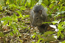 Collared peccary {Tayassu tajacu} in rainforest understorey, Tambopata National Reserve, Amazonia, Peru