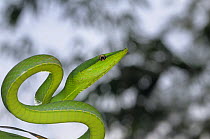 Green vine snake {Oxybelis fulgidus} Tambopata National Reserve, Amazonia, Peru