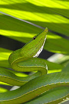 Green vine snake {Oxybelis fulgidus} Tambopata National Reserve, Amazonia, Peru