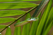 Parrot snake {Leptophis ahaetulla} Tambopata National Reserve, Amazonia, Peru