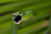 Parrot snake {Leptophis ahaetulla} with mouth wide open, Tambopata National Reserve, Amazonia, Peru