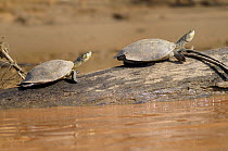 Side necked terrapin / yellow spotted river turtle {Podocnemis unifilis} basking on log in Tambopata river, Tambopata National Reserve, Amazonia, Peru