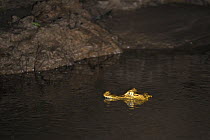 Spectacled caiman {Caiman crododilus} in River Tambopata at night, Tambopata National Reserve, Amazonia, Peru