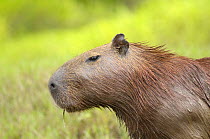 Capybara {Hydrochaeris hydrochaeris} Tambopata National reserve, Amazonia, Peru