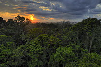 Rainforest canopy at dawn / dusk, Tambopata National Reserve, Amazonia, Peru