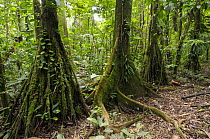 Rainforest understorey with palm trees and aerial buttress roots, Tambopata National reserve, Amazonia, Peru