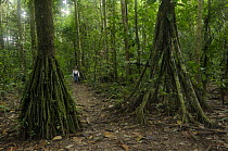 Woman walking through rainforest understorey with palm trees and aerial buttress roots, Tambopata National reserve, Amazonia, Peru