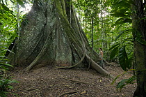 Man beside huge buttress roots of rainforest tree, Tambopata National reserve, Amazonia, Peru