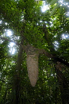 Looking up through rainforest canopy to termite nest in tree, Tambopata National reserve, Amazonia, Peru
