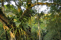 Lianas, epiphytes and other plants in rainforest tree near canopy, Tambopata National reserve, Amazonia, Peru