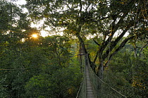 Rainforest canopy walkway at 70ft above ground level, Tambopata National reserve, Amazonia, Peru