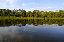 Condenado lake, Tambopata National reserve, Amazonia, Peru