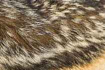 Close up of fur markings on shoulder of Black-backed Jackal {Canis mesomelas} Masai Mara Triangle, Kenya