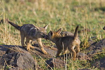 Black-backed Jackal {Canis mesomelas} two pups playing 'tug of war' with a piece of meat, Masai Mara Triangle, Kenya