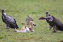 Black-backed Jackal {Canis mesomelas} adult with freshly killed Thomson's gazelle, watched by Ruppell's vultures {Gyps ruepellii}, Masai Mara Triangle, Kenya