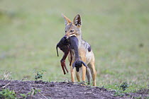 Black-backed Jackal {Canis mesomelas} carrying Thomson's gazelle fetus after pulling it out of pregnant female, Masai Mara Triangle, Kenya