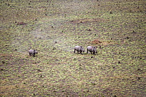 Aerial view of Northern white rhinoceros {Ceratotherium simum cottoni} taken from anti-poaching aircraft in 1989, Garamba NP, Dem Rep Congo.