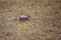 Aerial view of young Northern white rhinoceros {Ceratotherium simum cottoni} taken from anti-poaching aircraft in 1989, Garamba NP, Dem Rep Congo.
