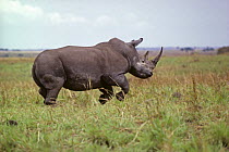Northern white rhinoceros {Ceratotherium simum cottoni} running / charging, Garamba NP, Dem Rep Congo. 1989