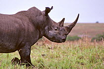 Northern white rhinoceros {Ceratotherium simum cottoni} Garamba NP, Dem Rep Congo. 1989