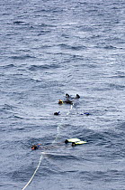 Snorkellers tied to rope attached to boat, whale watching in strong current, Ribbon Reefs, Great Barrier Reef, Queensland, Australia