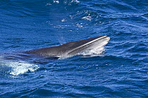 Dwarf minke whale {Balaenoptera acutorostrata} (possible sub-species of common Minke whale) surfacing, Ribbon Reefs, Great Barrier Reef, Queensland, Australia