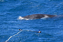 Dwarf minke whale {Balaenoptera acutorostrata} (possible sub-species of common Minke whale) surfacing near to a whale watching snorkeller who is tied to rope attached to boat in strong current, Ribbon...