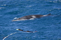 Dwarf minke whale {Balaenoptera acutorostrata} (possible sub-species of common Minke whale) surfacing near to a whale watching snorkeller who is tied to rope attached to boat in strong current, Ribbon...