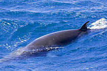Dwarf minke whale {Balaenoptera acutorostrata} (possible sub-species of common Minke whale) surfacing, Ribbon Reefs, Great Barrier Reef, Queensland, Australia