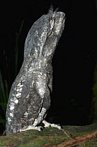Tawny frogmouth {Podargus strigoides} captive, Rainforest Habitat Wildlife Sanctuary, Port Douglas, Queensland, Australia