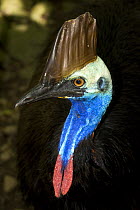 The Rainforest Habitat Wildlife Sanctuary Port Douglas, Queensland, Australia Captive