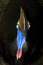 Australian cassowary {Casuarius casuarius} captive, Rainforest Habitat Wildlife Sanctuary, Port Douglas, Queensland, Australia