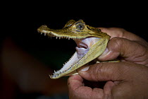 Spectacled caiman {Caiman crocodilus} young held in hand, mouth wide open, Rio Negro, near Manaus, Brazil, Amazonia