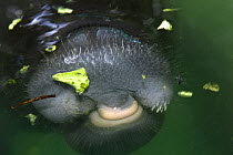 Amazonian manatee {Trichechus inunguis} feeding at surface, Endangered, Captive, Instituto Nacional de Pesquisas da Amazonas, Manaus, Brazil