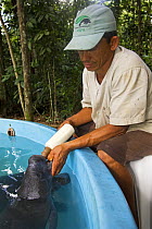 Amazonian manatee {Trichechus inunguis} calf being fed by hand, Endangered, Captive, Instituto Nacional de Pesquisas da Amazonas, Manaus, Brazil