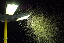 Mass of insects swarming around light, Tefe, Amazonia, Brazil