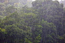 Heavy tropical rain in rainforest, Rio Aripuana, Amazonia, Brazil