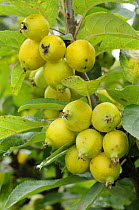 Crab Apples on Crab apple tree {Malus baccata} 'Golden Hornet', UK, September