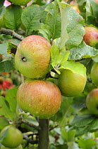 'Newton Wonder' apples on Apple tree {Malus domestica} Norfolk, UK, September