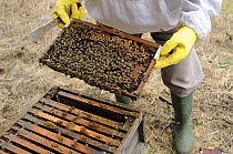 Beekeeper inspecting brood chamber of Honey bee hive {Apis mellifora} Norfolk, UK, August