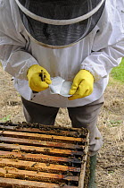 Beekeeper applying anti varroa mite gel in brood chamber of Honey bee hive {Apis mellifora} Norfolk, UK, September