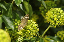 Speckled wood butterfly {Pararge aegeria} feeding on Common Ivy flower {Hedera helix} Norfolk, UK, September