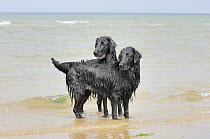 Two black flat coated retrievers playing in the sea, UK