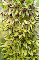 Pineapple flower {Eucomis sp} close up of flowers, UK, September,