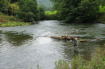 Fly fishing for Brown Trout and Grayling on the River Dove, Peak District NP, Derbyshire, UK, September