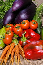 Freshly harvested home grown organic vegetables, carrots, peppers, courgettes, cucumbers, aubergine, tomatoes, UK